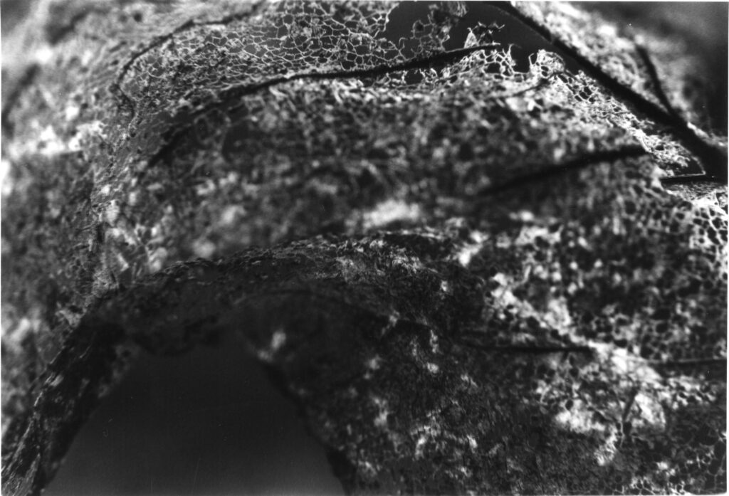 link to decay portfolio