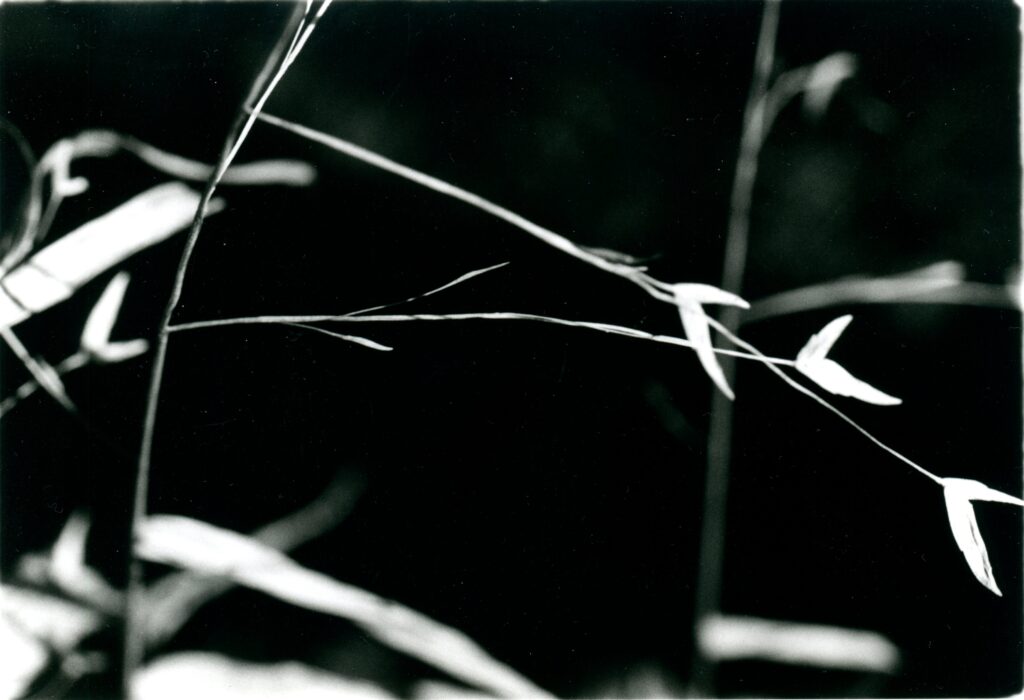 Link to Lines and curves gallery